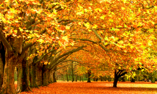 白露至，秋意濃 | 心腦血管疾病患者如何安度“多事之秋”？